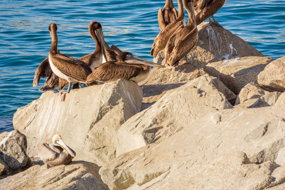 A group of pelicans resting on rocks near the sea at Cabo San Lucas, the landmark the route's Pelican Rock stop is named for